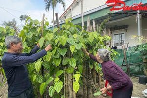 Làng trồng trầu nức tiếng đón đầu vụ Tết