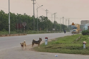 Tai nạn chết người do chó thả rông, ai chịu trách nhiệm?