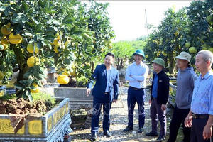 "Thủ phủ" quất, bưởi cảnh Hưng Yên sẵn sàng cho Tết