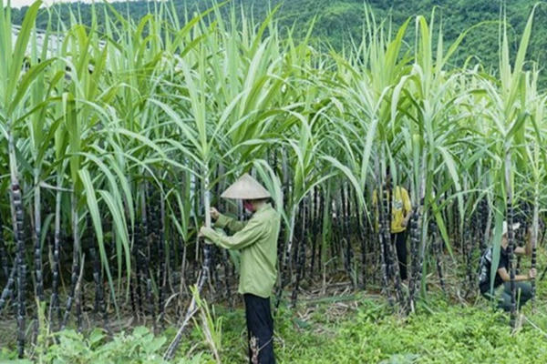 Rung lắc trên thị trường hàng hóa, MXV-Index sắp chạm vùng 2.400 điểm