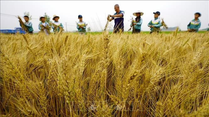 Diễn biến trái chiều, cung-cầu tiếp tục chi phối giá hàng hóa