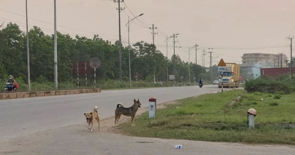 Tai nạn chết người do chó thả rông, ai chịu trách nhiệm?