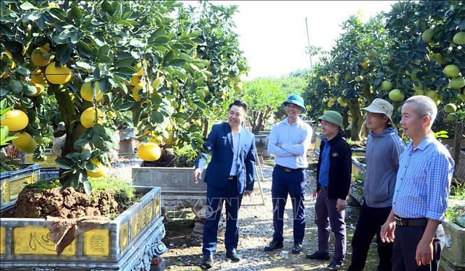 "Thủ phủ" quất, bưởi cảnh Hưng Yên sẵn sàng cho Tết