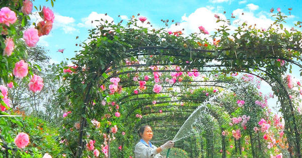 Mê Linh - nơi mùa hoa đơm sắc