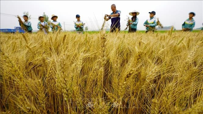 Một cánh đồng lúa mì ở tỉnh Hà Bắc, Trung Quốc. (Ảnh: THX/TTXVN)