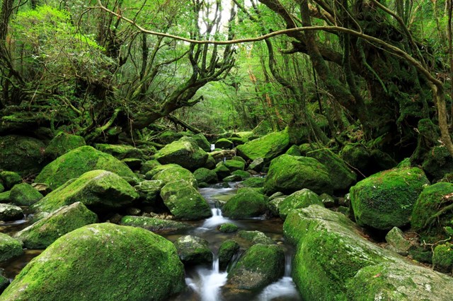 Hẻm n&uacute;i Shiratani Unsui-kyo, Yakushima &nbsp;