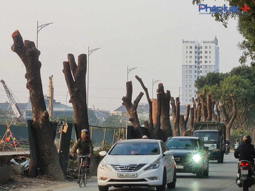Đốn hạ hàng xà cừ nhiều năm tuổi để thi công Dự án mở rộng đường 70