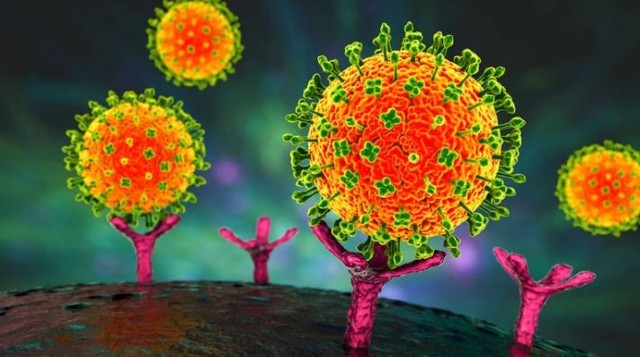 Sở Y tế TP.HCM: Tăng cường giám sát, chủ động phòng chống bệnh do virus Nipah