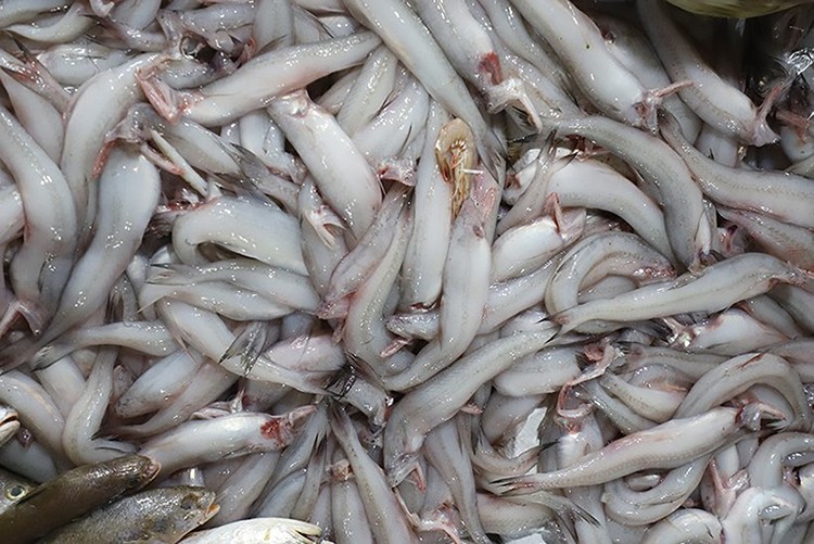 5 mẫu cá cháo