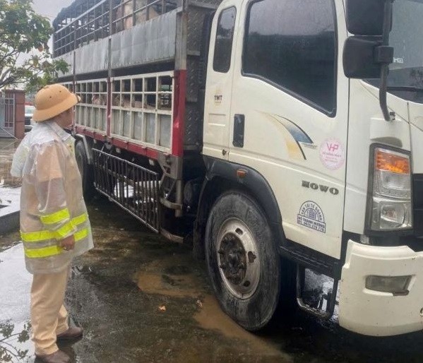 Xe chở lợn nghi nhiễm dịch bị Trạm CSGT Tuy Phước phát hiện, kiểm tra. (Ảnh: Công an tỉnh Gia Lai)