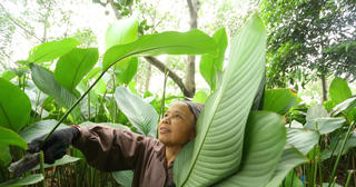 Ancient village keeps Dong leaf craft alive each Tet