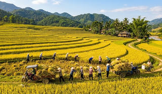 Giá lúa gạo hôm nay 16.4: Gạo đi ngang, lúa có dấu hiệu phục hồi nhẹ