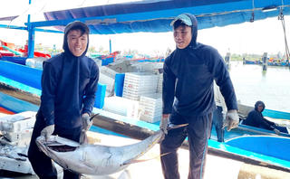 Tàu cá Quảng Ngãi bội thu hải sản, ngư dân phấn khởi sau chuyến biển xa
