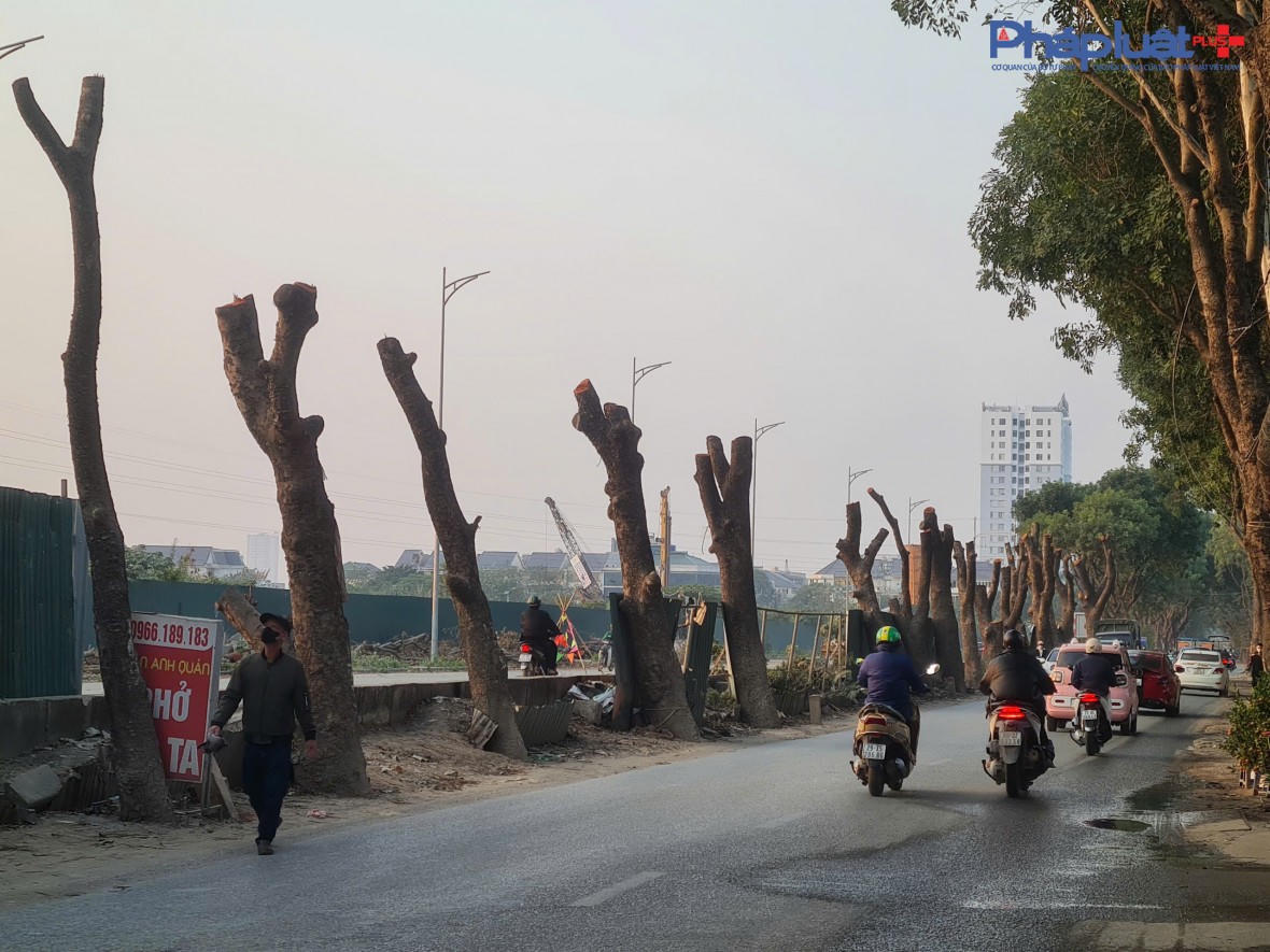 Đốn hạ hàng xà cừ nhiều năm tuổi để thi công Dự án mở rộng đường 70