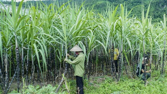 Rung lắc trên thị trường hàng hóa, MXV-Index sắp chạm vùng 2.400 điểm Rung lắc trên thị trường hàng hóa, MXV-Index sắp chạm vùng 2.400 điểm