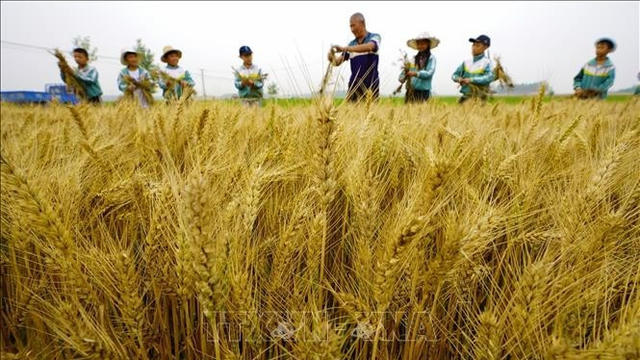 Diễn biến trái chiều, cung-cầu tiếp tục chi phối giá hàng hóa Diễn biến trái chiều, cung-cầu tiếp tục chi phối giá hàng hóa