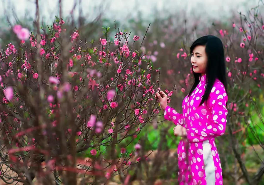 Hình ảnh 5 The vibrant pink of peach blossoms in Nhat Tan Village in Hanoi, a flower characteristic of Tet (Vietnamese Lunar New Year) in northern Vietnam. Photo: Chuyen Cua Ha Noi Group