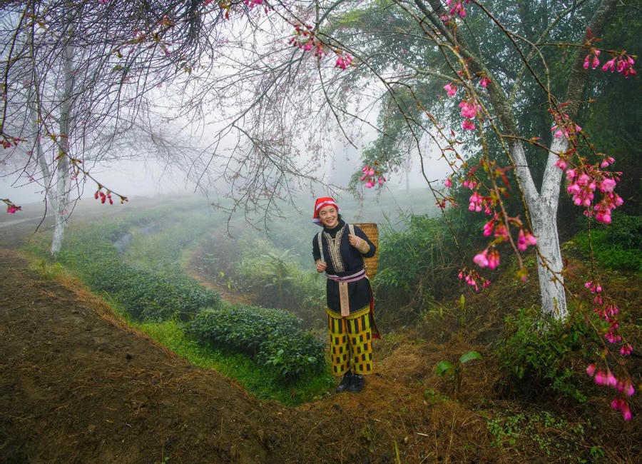 Hình ảnh 3 Vivid spring blossoms brighten the mountainous landscapes of northern Vietnam. Photo: Hoang Cuong