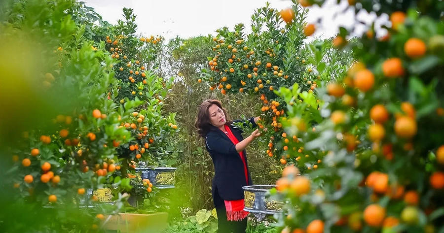 Kumquat Bonsai finds new expression for Tet