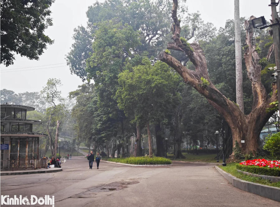 Ancient tree canopies provide shade at Bach Thao Park, making it a popular daily spot for residents and visitors to walk and relax.