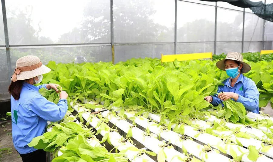 Hình ảnh 1 A vegetable farm in Gia Lam Commune, Hanoi. Photo: Nguyen Quang/The Hanoi Times