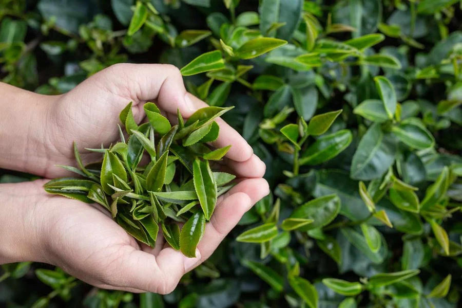 Trà xanh có nhiều lợi ích, nhưng uống sai cách có thể gây hậu quả khó lường