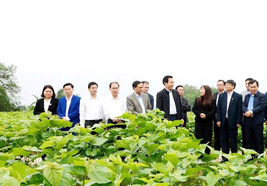Khảo sát thực tiễn vùng nguyên liệu trồng dâu nuôi tằm tại Trấn Yên