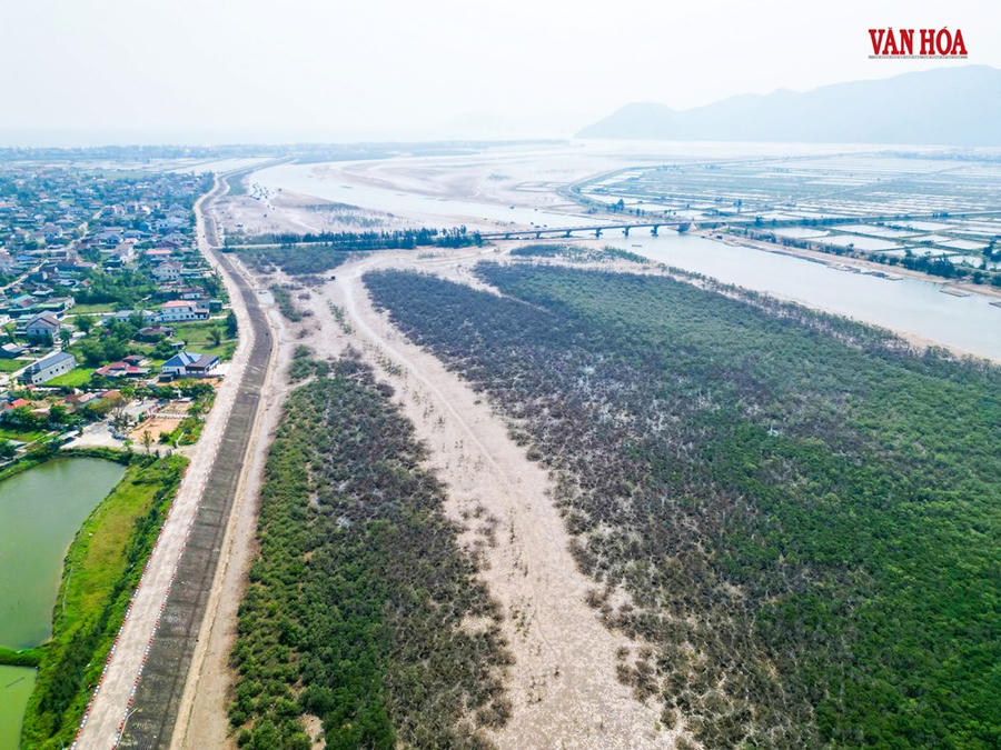 Hình ảnh rừng ngập mặn ven biển tại phường Hải Ninh chết trắng