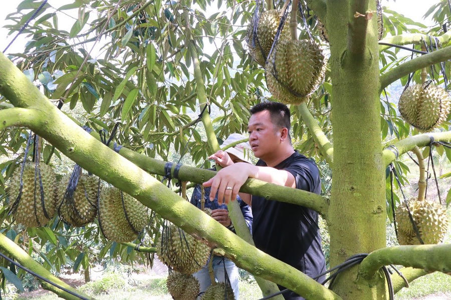 Chuyện thoát nghèo của đồng bào vùng cao Khánh Sơn - ảnh 3