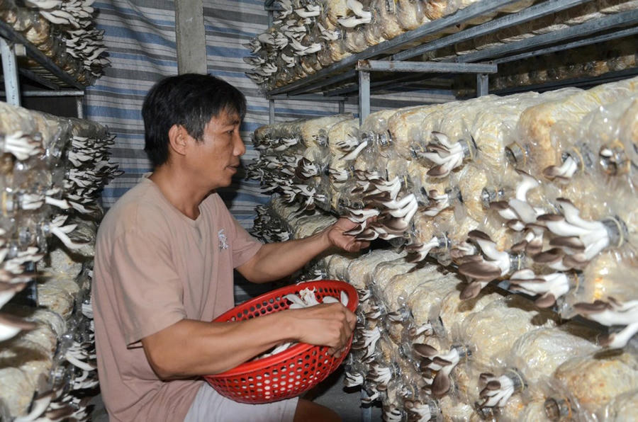 Anh Hoà đang thu hoạch nấm