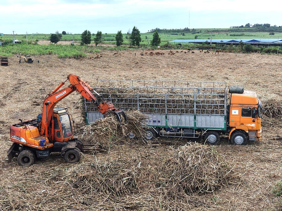 Những vụ mía ngọt trên vùng đất khô cằn Đông Trường Sơn - ảnh 1