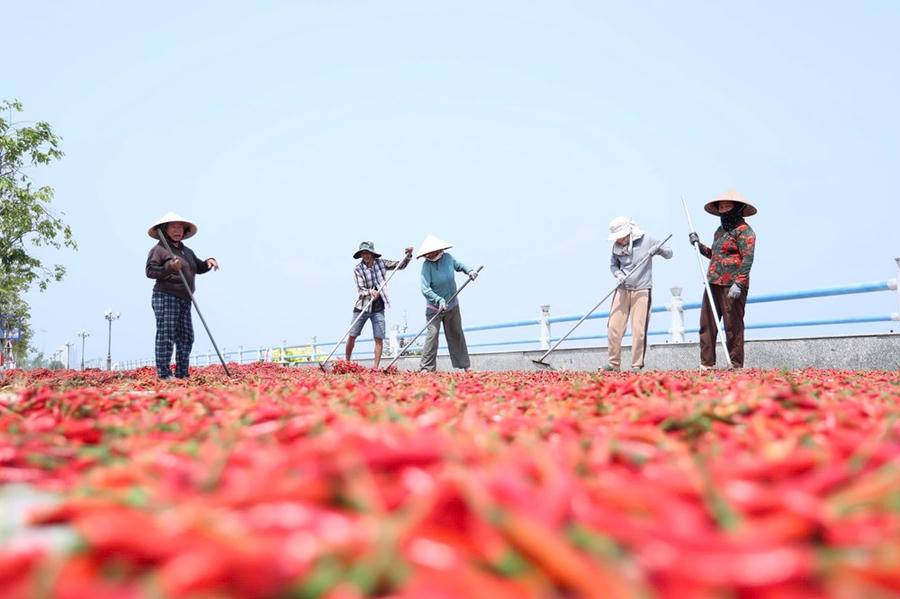 Ông Nguyễn Duy Phước (xã Bình Sơn) chia sẻ, sản lượng thu hoạch đạt khoảng 2,5 tấn/ngày, nhưng với giá bán hiện tại, doanh thu không đủ trang trải chi phí đầu tư ban đầu, bao gồm phân bón, thuốc bảo vệ thực vật và công chăm sóc