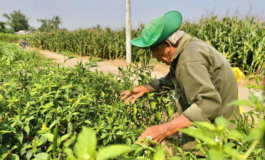 Theo số liệu ngành nông nghiệp, Quảng Ngãi hiện có hơn 1.000 ha trồng ớt, trong đó khoảng 765 ha đang bước vào giai đoạn thu hoạch đầu vụ, với năng suất bình quân đạt trên 82 tạ/ha. Dù sản lượng tăng, nhưng phụ thuộc lớn vào thị trường xuất khẩu, đặc biệt là Trung Quốc, khiến giá cả dễ biến động. Trong năm nay, chi phí logistics tăng cao càng làm suy giảm sức cạnh tranh của sản phẩm