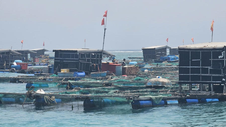 Khu vực lồng bè nuôi cá bớp tại đặc khu Lý Sơn (Quảng Ngãi) - nơi xảy ra hiện tượng cá chết hàng loạt trong thời gian qua