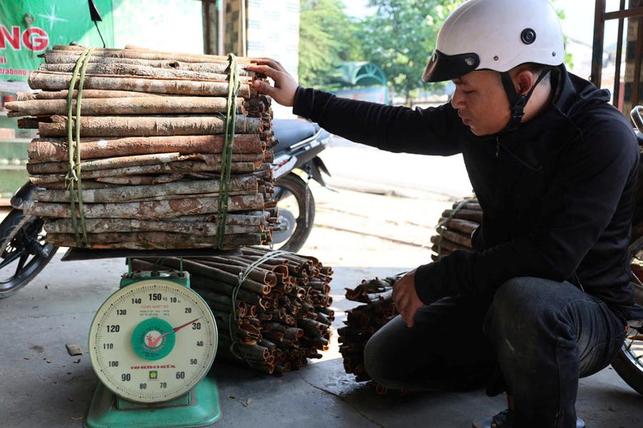 Hương quế và ký ức của người Co nơi núi rừng Quảng Ngãi - ảnh 5