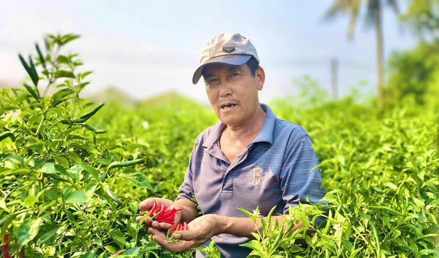 Ớt rớt giá, nông dân Quảng Ngãi “được mùa, trắng tay”