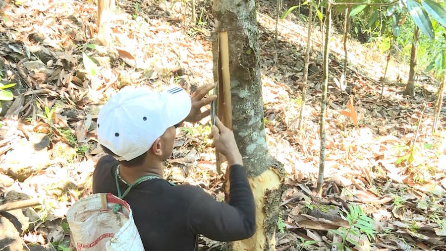 Người dân thu hoạch vỏ quế