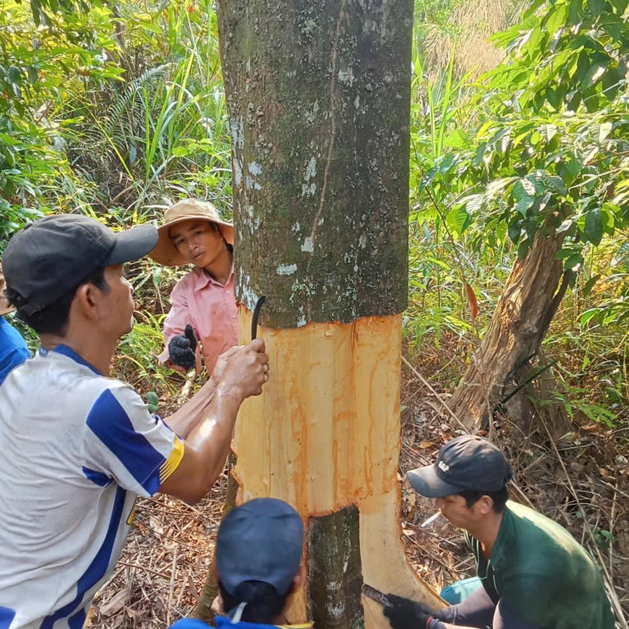 Hương quế và ký ức của người Co nơi núi rừng Quảng Ngãi - ảnh 3