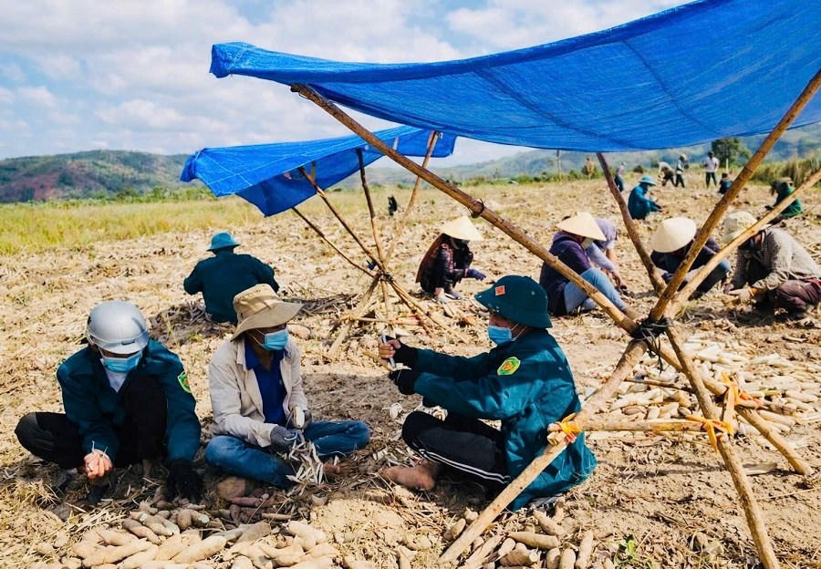 Rộn ràng mùa thu hoạch mì ở Tây Gia Lai - ảnh 1