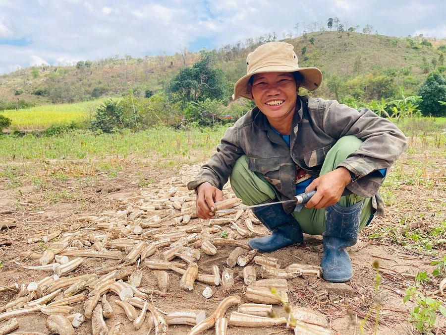 Rộn ràng mùa thu hoạch mì ở Tây Gia Lai - ảnh 3