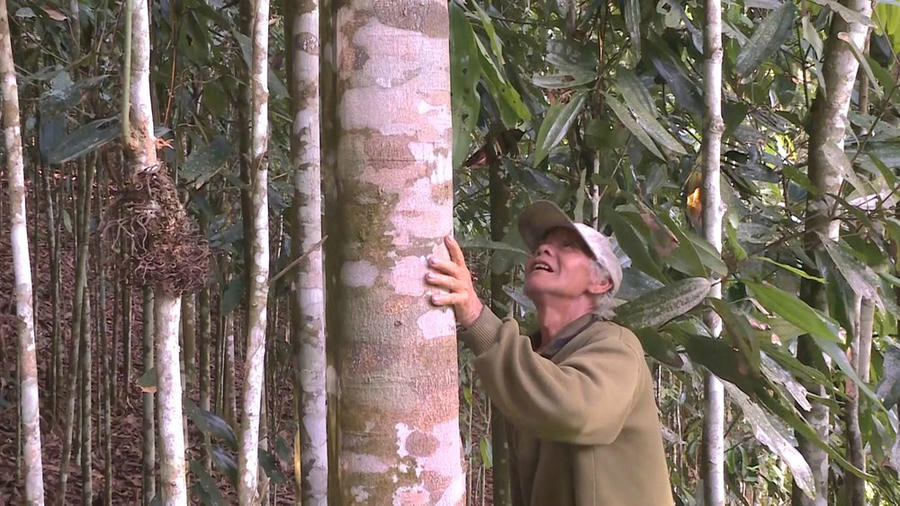 Ông Hồ Văn Hùng gắn bó lâu đời với cây quế truyền thống