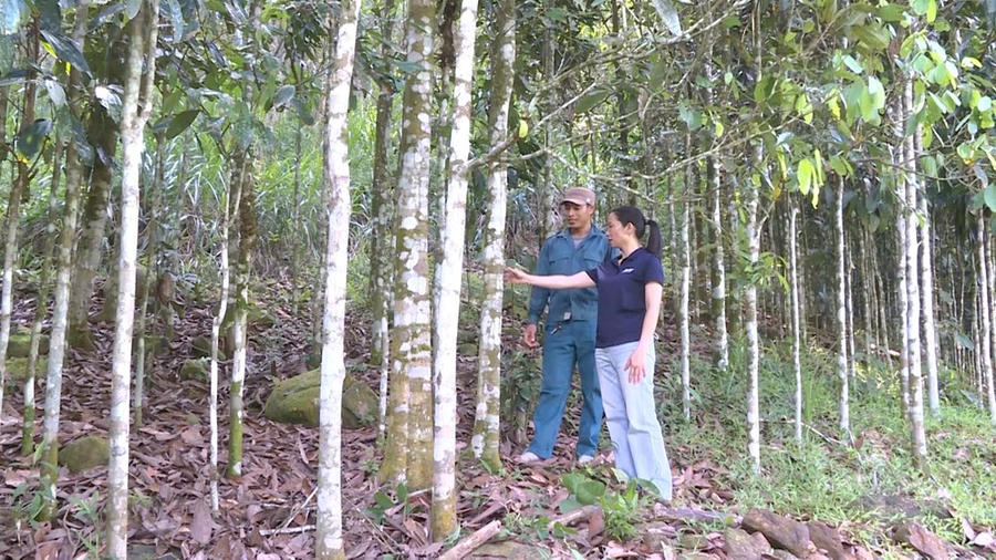 Xã Thanh Bồng phát triển 50ha/năm