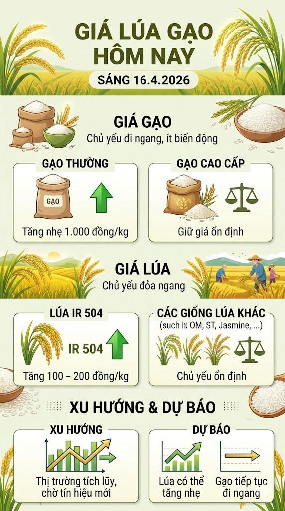 Giá lúa gạo hôm nay 16.4: Gạo đi ngang, lúa có dấu hiệu phục hồi nhẹ
