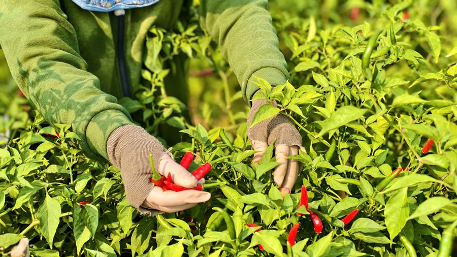 Tại các vùng trồng ớt trọng điểm như xã An Phú, ghi nhận thực tế cho thấy năng suất năm nay khá tích cực nhờ thời tiết thuận lợi