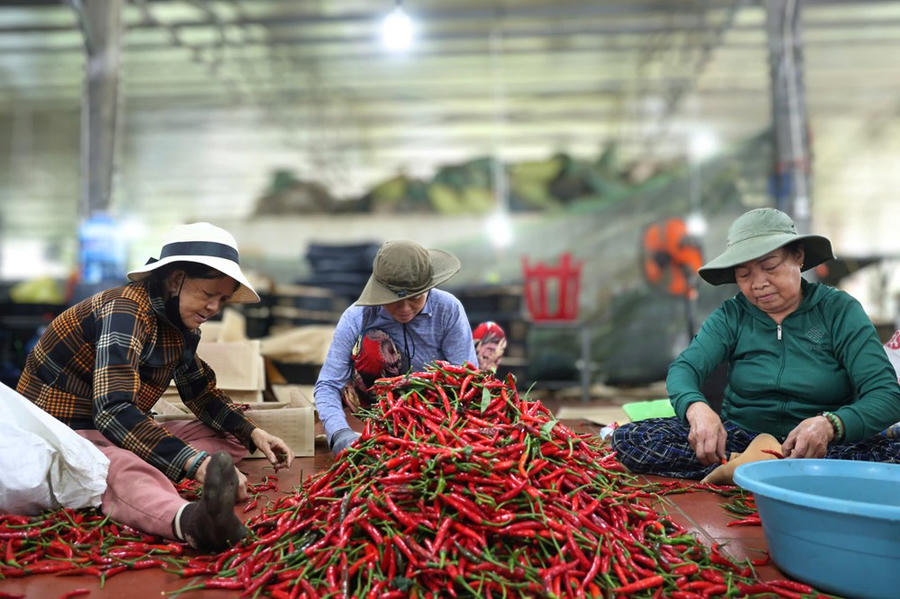 Đại diện cơ sở thu mua và đóng gói ớt xuất khẩu An Khang Phát (xã An Phú) cho hay, sức tiêu thụ yếu ngay từ đầu vụ là nguyên nhân chính khiến giá giảm mạnh. Dù mỗi ngày đơn vị vẫn thu mua hơn chục tấn ớt từ các địa phương trong tỉnh, nhưng giá thu mua buộc phải điều chỉnh giảm do chi phí vận chuyển tăng cao và đầu ra xuất khẩu gặp khó