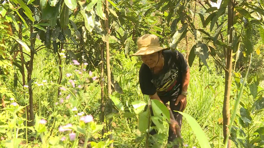 Cây “vàng xanh” giúp đồng bào Co thoát nghèo