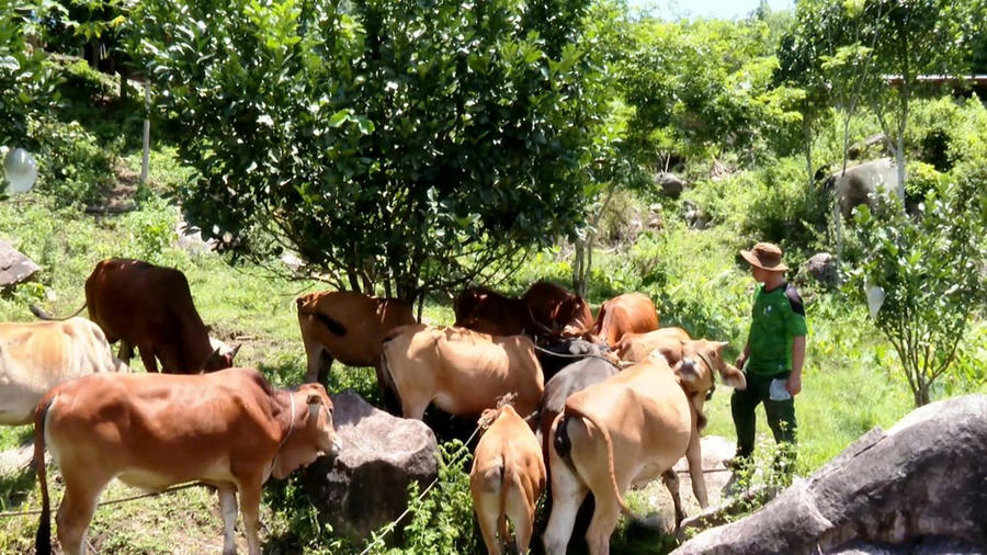 Cách làm kinh tế của anh Gon đang tạo sức lan tỏa và truyền cảm hứng cho bà con địa phương học tập làm theo