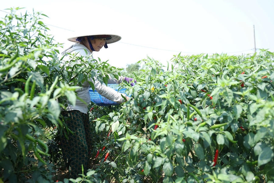 Bước vào cao điểm thu hoạch, thị trường ớt tại tỉnh Quảng Ngãi chứng kiến đợt lao dốc mạnh về giá khi chỉ còn khoảng 5.000 đồng/kg – mức thấp nhất trong nhiều năm trở lại đây
