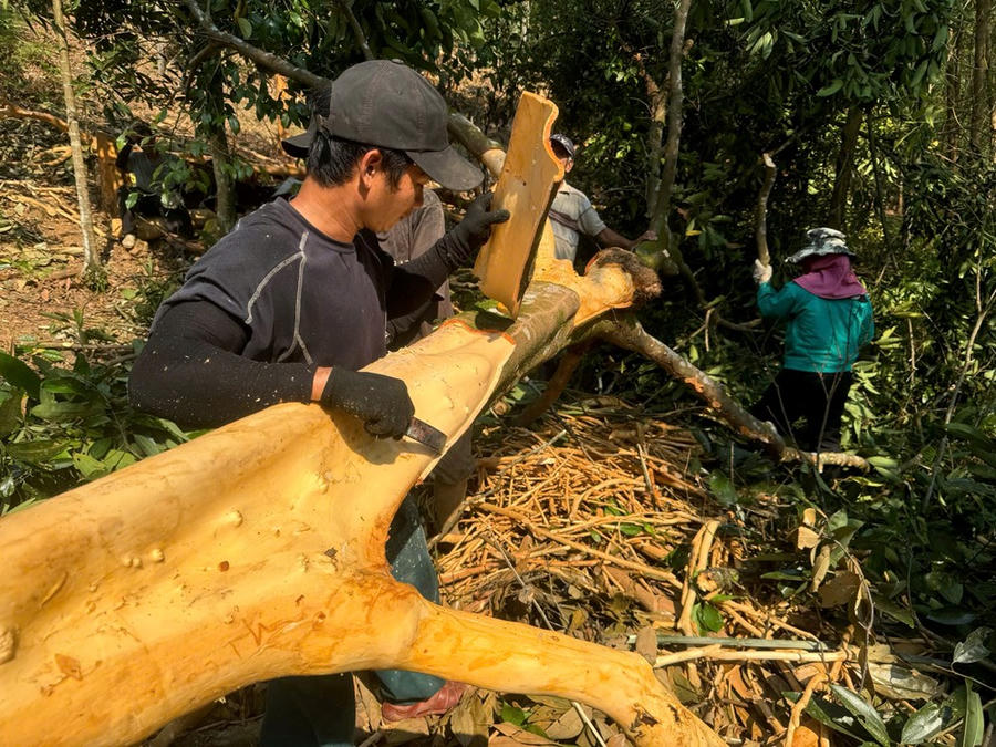 Hương quế và ký ức của người Co nơi núi rừng Quảng Ngãi - ảnh 4