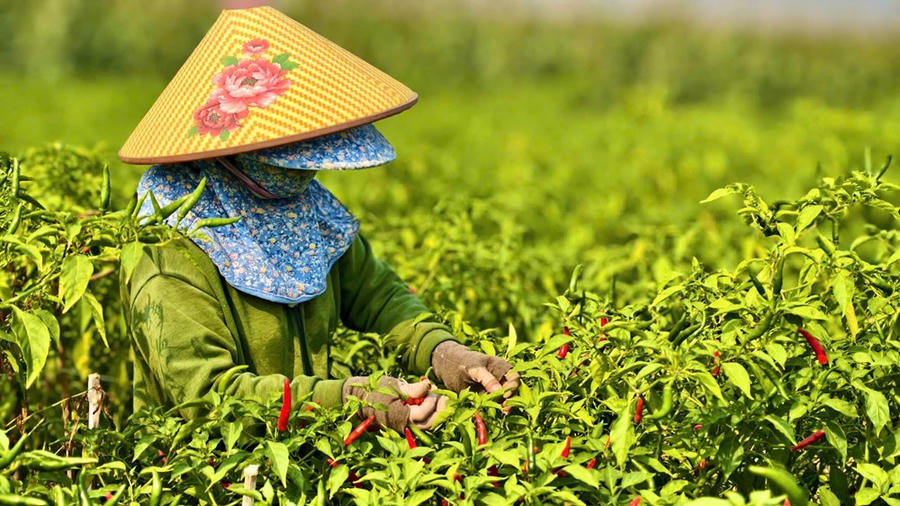 Bà Nguyễn Thị Hiền (61 tuổi, thôn 5, xã An Phú) cho biết, gia đình trồng khoảng 1 sào ớt, cây phát triển tốt, trái đẹp, nhưng giá bán quá thấp khiến toàn bộ công sức gần như không được đền đáp